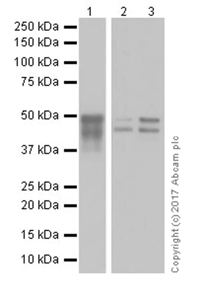 Western blot - Anti-GSK3 beta + GSK3 alpha antibody [EPR18814-102] (AB185141)