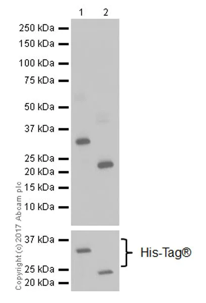 Western blot - Anti-GSK3 beta + GSK3 alpha antibody [EPR18814-102] (AB185141)