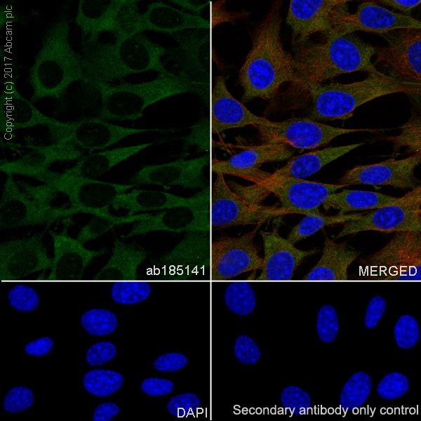 Immunocytochemistry/ Immunofluorescence - Anti-GSK3 beta + GSK3 alpha antibody [EPR18814-102] - BSA and Azide free (AB226169)