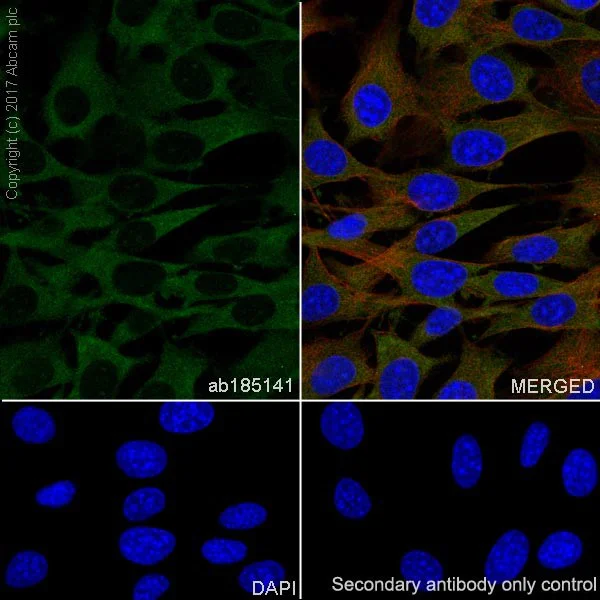 Immunocytochemistry/ Immunofluorescence - Anti-GSK3 beta + GSK3 alpha antibody [EPR18814-102] - BSA and Azide free (AB226169)