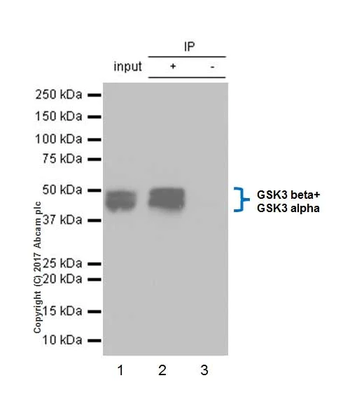 Immunoprecipitation - Anti-GSK3 beta + GSK3 alpha antibody [EPR18814-102] - BSA and Azide free (AB226169)