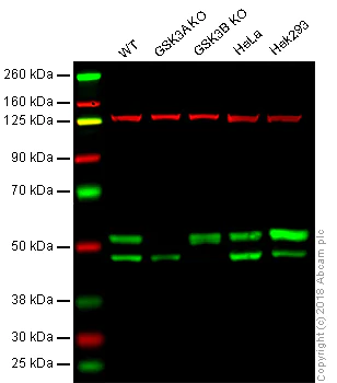 Western blot - Anti-GSK3 beta + GSK3 alpha antibody [EPR18814-102] - BSA and Azide free (AB226169)