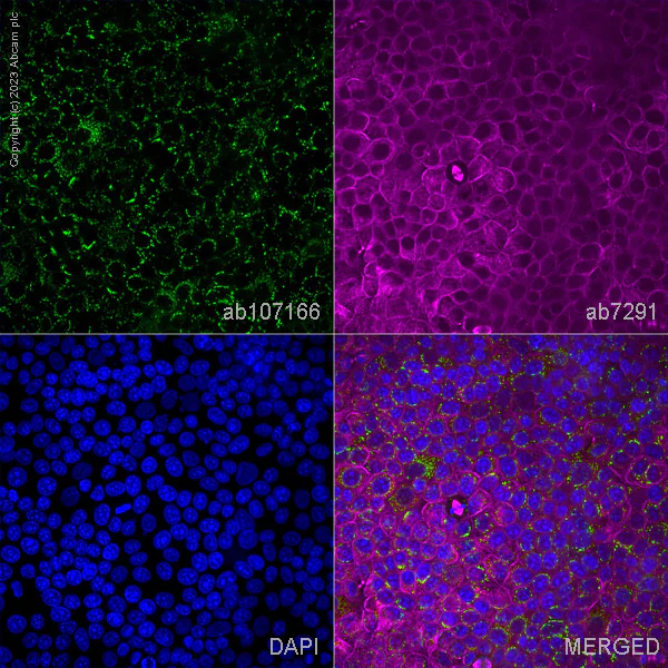 Immunocytochemistry/ Immunofluorescence - Anti-GSK3 beta (phospho S9) antibody (AB107166)