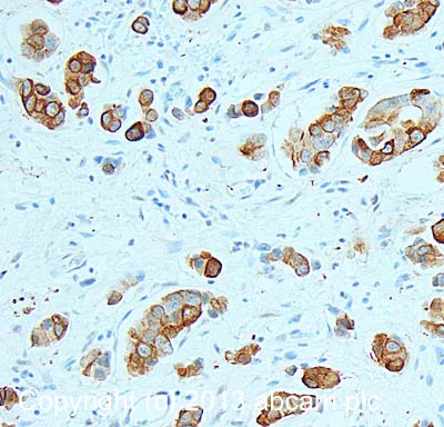 Immunohistochemistry (Formalin/PFA-fixed paraffin-embedded sections) - Anti-GSK3 beta (phospho S9) antibody (AB107166)
