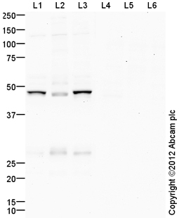 Western blot - Anti-GSK3 beta (phospho S9) antibody (AB107166), expandable thumbnail