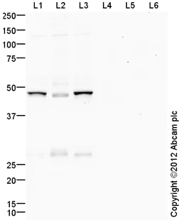 Western blot - Anti-GSK3 beta (phospho S9) antibody (AB107166)