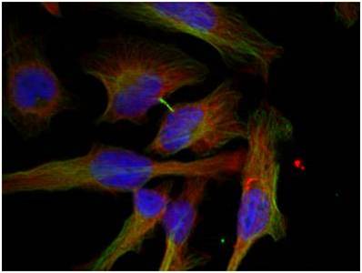 Immunocytochemistry/ Immunofluorescence - Anti-GSK3 beta (phospho S9) antibody (AB131097), expandable thumbnail