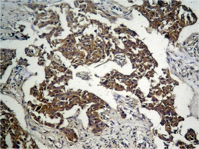 Immunohistochemistry (Formalin/PFA-fixed paraffin-embedded sections) - Anti-GSK3 beta (phospho S9) antibody (AB131097), expandable thumbnail