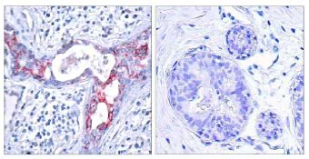 Immunohistochemistry (Formalin/PFA-fixed paraffin-embedded sections) - Anti-GSK3 beta (phospho S9) antibody (AB131097)