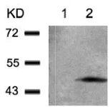 Western blot - Anti-GSK3 beta (phospho S9) antibody (AB131097)