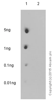 Dot Blot - Anti-GSK3 beta (phospho S9) antibody [EPR2286Y] (AB75814)