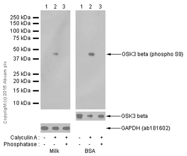 Western blot - Anti-GSK3 beta (phospho S9) antibody [EPR2286Y] (AB75814)