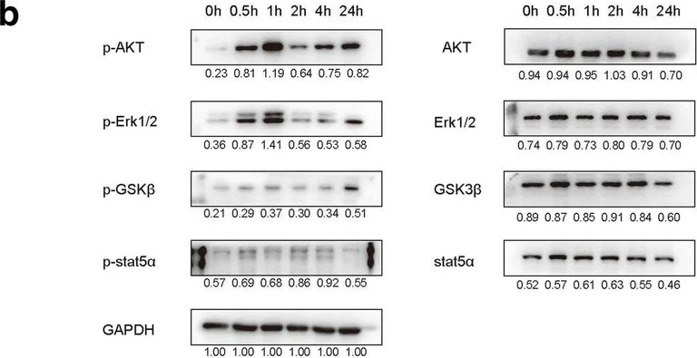 Western blot - Anti-GSK3 beta (phospho S9) antibody [EPR2286Y] (AB75814)