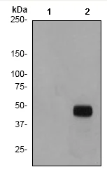 Western blot - Anti-GSK3 beta (phospho S9) antibody [EPR2286Y] (AB75814)