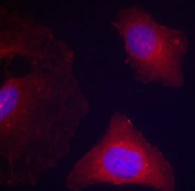 Immunocytochemistry/ Immunofluorescence - Anti-GSK3 beta (phospho Y216) + GSK3 alpha (phospho Y279) antibody (AB75745)