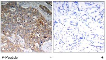 Immunohistochemistry (Formalin/PFA-fixed paraffin-embedded sections) - Anti-GSK3 beta (phospho Y216) + GSK3 alpha (phospho Y279) antibody (AB75745)