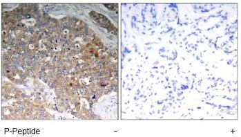 Immunohistochemistry (Formalin/PFA-fixed paraffin-embedded sections) - Anti-GSK3 beta (phospho Y216) + GSK3 alpha (phospho Y279) antibody (AB75745)