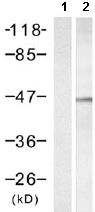Western blot - Anti-GSK3 beta (phospho Y216) + GSK3 alpha (phospho Y279) antibody (AB75745)