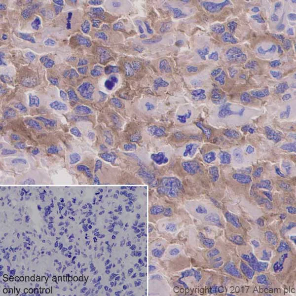 Immunohistochemistry (Formalin/PFA-fixed paraffin-embedded sections) - Anti-GSK3 beta (phospho Y216) + GSK3 alpha (phospho Y279) antibody [EPR933Y] (AB68476)