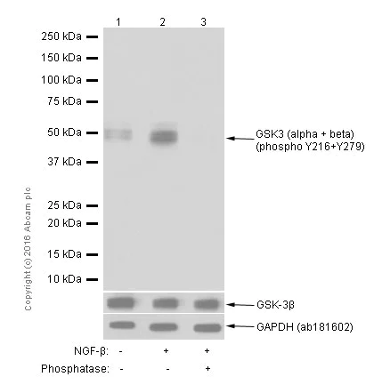 Western blot - Anti-GSK3 beta (phospho Y216) + GSK3 alpha (phospho Y279) antibody [EPR933Y] (AB68476)