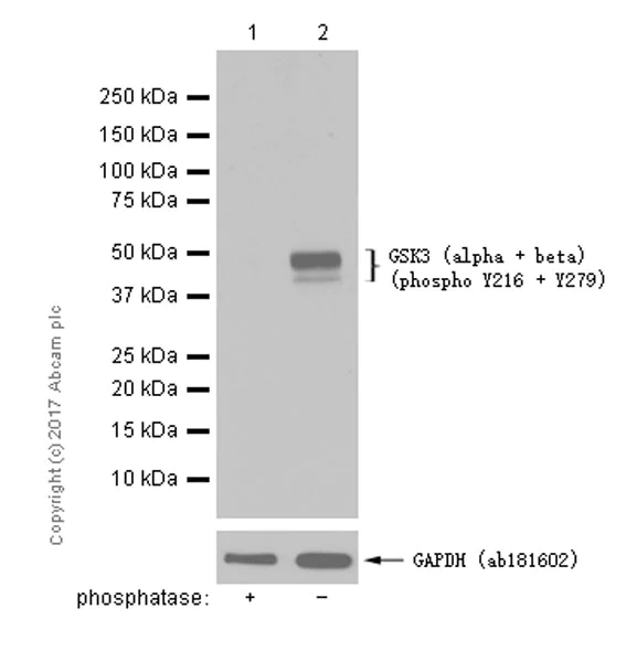 Western blot - Anti-GSK3 beta (phospho Y216) + GSK3 alpha (phospho Y279) antibody [EPR933Y] (AB68476)