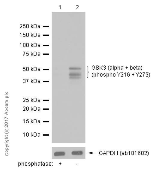 Western blot - Anti-GSK3 beta (phospho Y216) + GSK3 alpha (phospho Y279) antibody [EPR933Y] (AB68476)