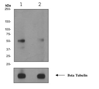 Western blot - Anti-GSK3 beta (phospho Y216) + GSK3 alpha (phospho Y279) antibody [EPR933Y] (AB68476)
