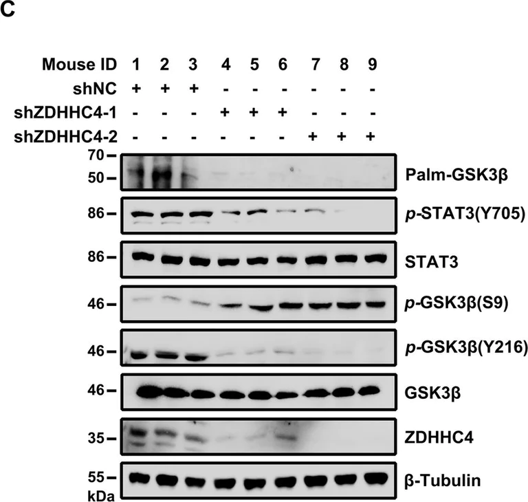 Western blot - Anti-GSK3 beta (phospho Y216) + GSK3 alpha (phospho Y279) antibody [EPR933Y] (AB68476)