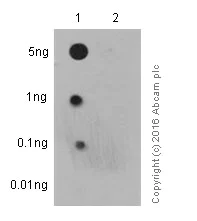Dot Blot - Anti-GSK3 beta (phospho Y216) + GSK3 alpha (phospho Y279) antibody [EPR933Y] - BSA and Azide free (AB239862)