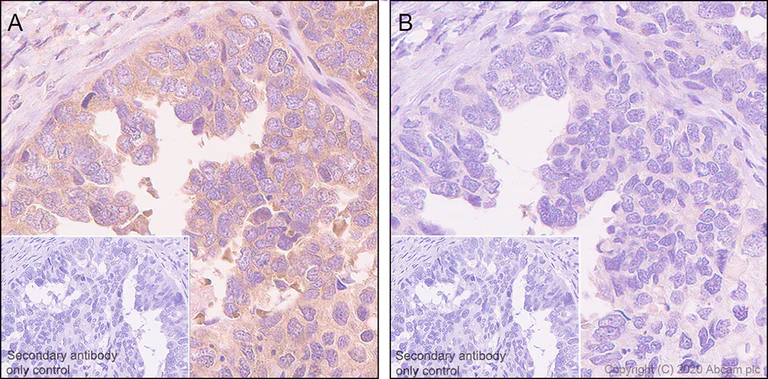 Immunohistochemistry (Formalin/PFA-fixed paraffin-embedded sections) - Anti-GSK3 beta (phospho Y216) + GSK3 alpha (phospho Y279) antibody [EPR933Y] - BSA and Azide free (AB239862)