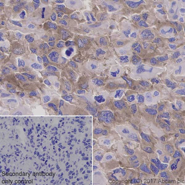 Immunohistochemistry (Formalin/PFA-fixed paraffin-embedded sections) - Anti-GSK3 beta (phospho Y216) + GSK3 alpha (phospho Y279) antibody [EPR933Y] - BSA and Azide free (AB239862)