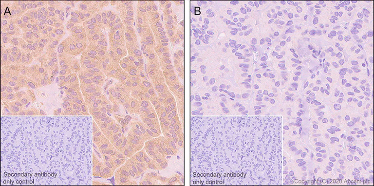 Immunohistochemistry (Formalin/PFA-fixed paraffin-embedded sections) - Anti-GSK3 beta (phospho Y216) + GSK3 alpha (phospho Y279) antibody [EPR933Y] - BSA and Azide free (AB239862)
