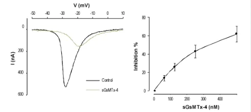 Functional Studies - GsMTx-4, mechanosensitive and stretch-activated ion channel inhibitor (AB141871)