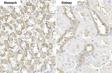 Immunohistochemistry (Formalin/PFA-fixed paraffin-embedded sections) - Anti-GSPT1 antibody [HL1346] (AB307498)
