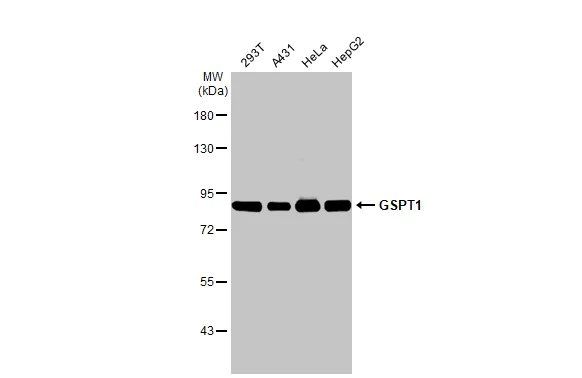 Western blot - Anti-GSPT1 antibody [HL1346] (AB307498)