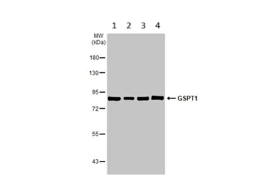 Western blot - Anti-GSPT1 antibody [HL1346] (AB307498)