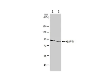 Western blot - Anti-GSPT1 antibody [HL1346] (AB307498)