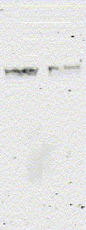 Western blot - Anti-GST antibody [3D4] (AB34589)