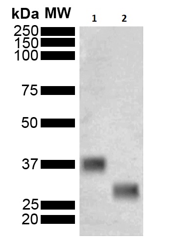 Western blot - Anti-GST antibody [3E2] (AB241110), expandable thumbnail