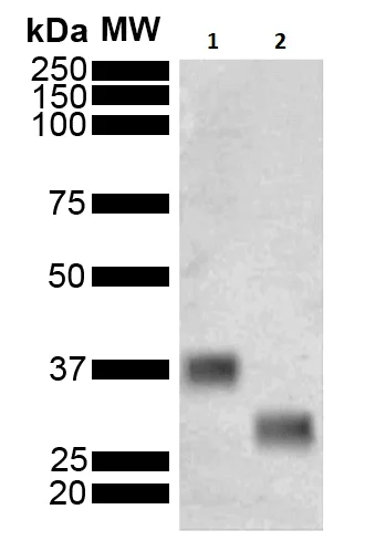 Western blot - Anti-GST antibody [3E2] (AB241110)