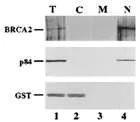 Western blot - Anti-GST antibody [3G10/1B3] (AB92)