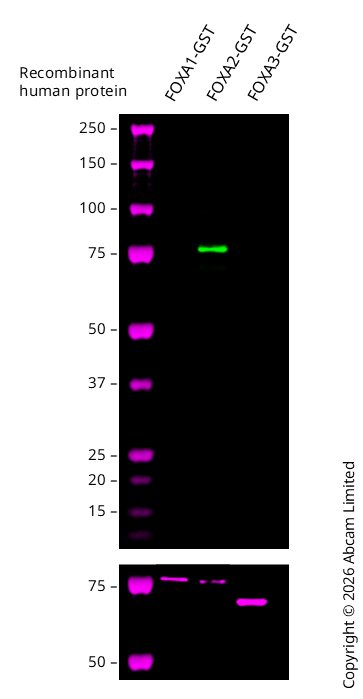 glutathione subcutaneous injection protocol How Much is Too Much? Mastering Your Glutathione Injection Dosage Per Week