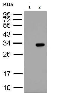 Western blot - Anti-GST antibody [3G10/1B3] (AB92)