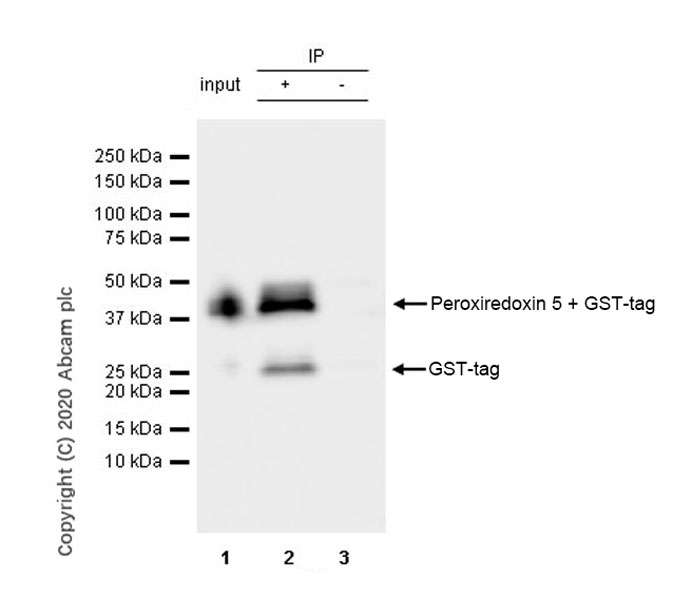Immunoprecipitation - Anti-GST antibody [6G9] (AB252882), expandable thumbnail