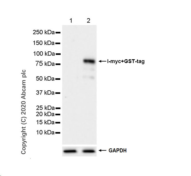 Western blot - Anti-GST antibody [6G9] (AB252882), expandable thumbnail