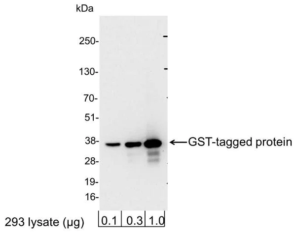 Western blot - Anti-GST antibody (AB184804)