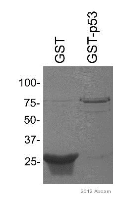 Western blot - Anti-GST antibody (AB9085)