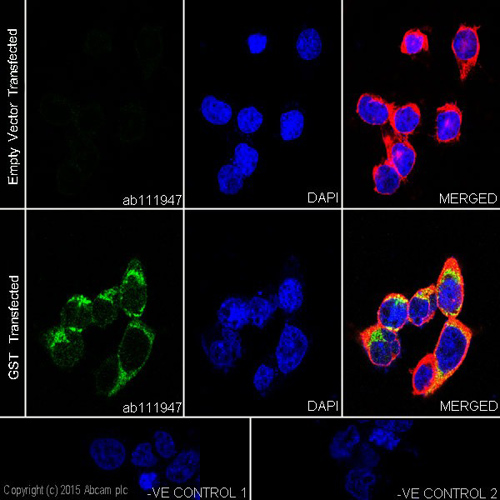Immunocytochemistry/ Immunofluorescence - Anti-GST antibody [EPR4236] (AB111947), expandable thumbnail