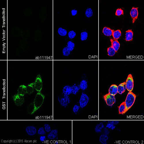 Immunocytochemistry/ Immunofluorescence - Anti-GST antibody [EPR4236] (AB111947)