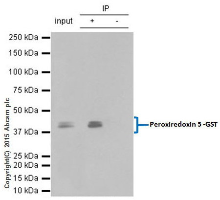 Immunoprecipitation - Anti-GST antibody [EPR4236] (AB111947), expandable thumbnail